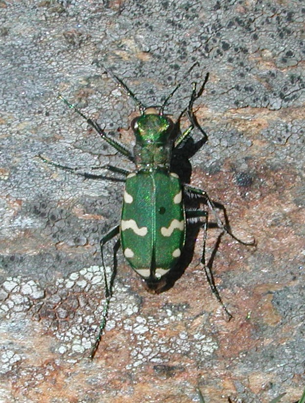 Cicindela gallica
